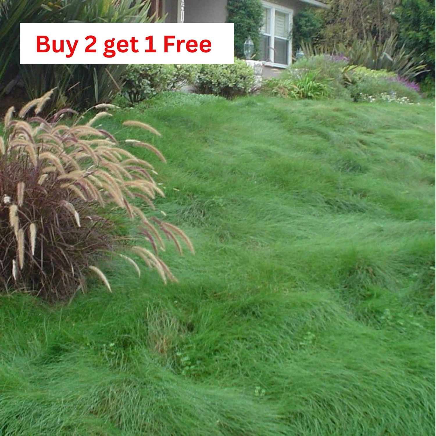 1,000 Very Fine Creeping Red Fescue Seeds – Festuca rubra – Lawn & Garden Grass