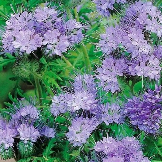 LACY PHACELIA Lavender Cover Crop Loves Heat Pollinators Bees Non-GMO 1000 Seeds
