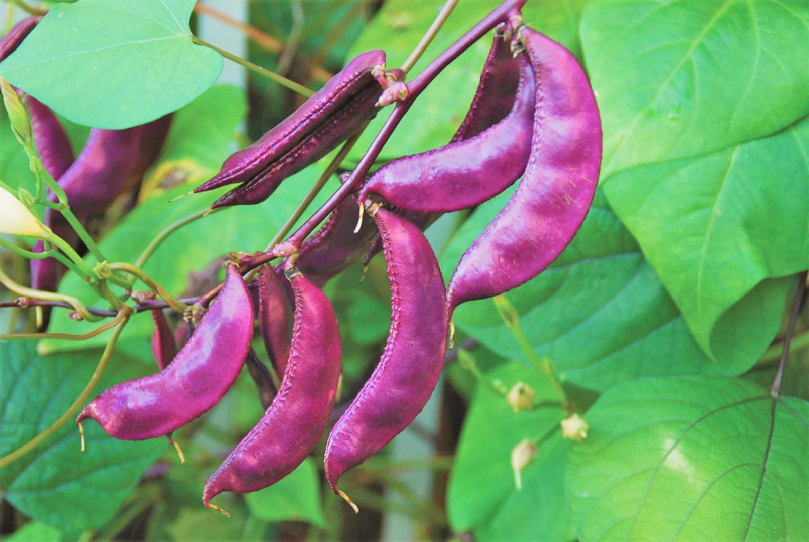 Purple Moon Hyacinth Bean Seeds (Pole) | Lablab Purpureus Dolichos Tonga 2024