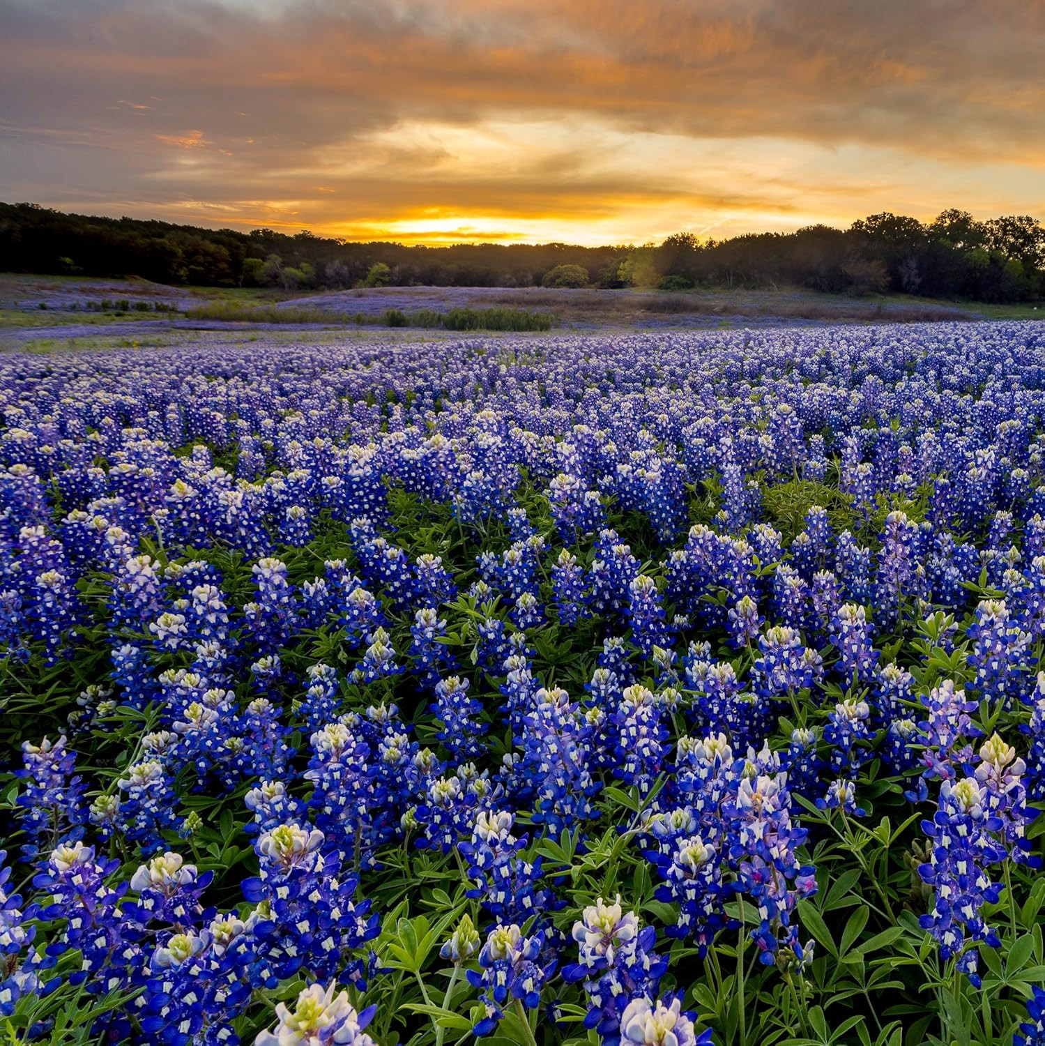 Texas Bluebonnet Seeds – 500 Pcs Annual Lupinus Texensis, Heirloom Quality, Drou