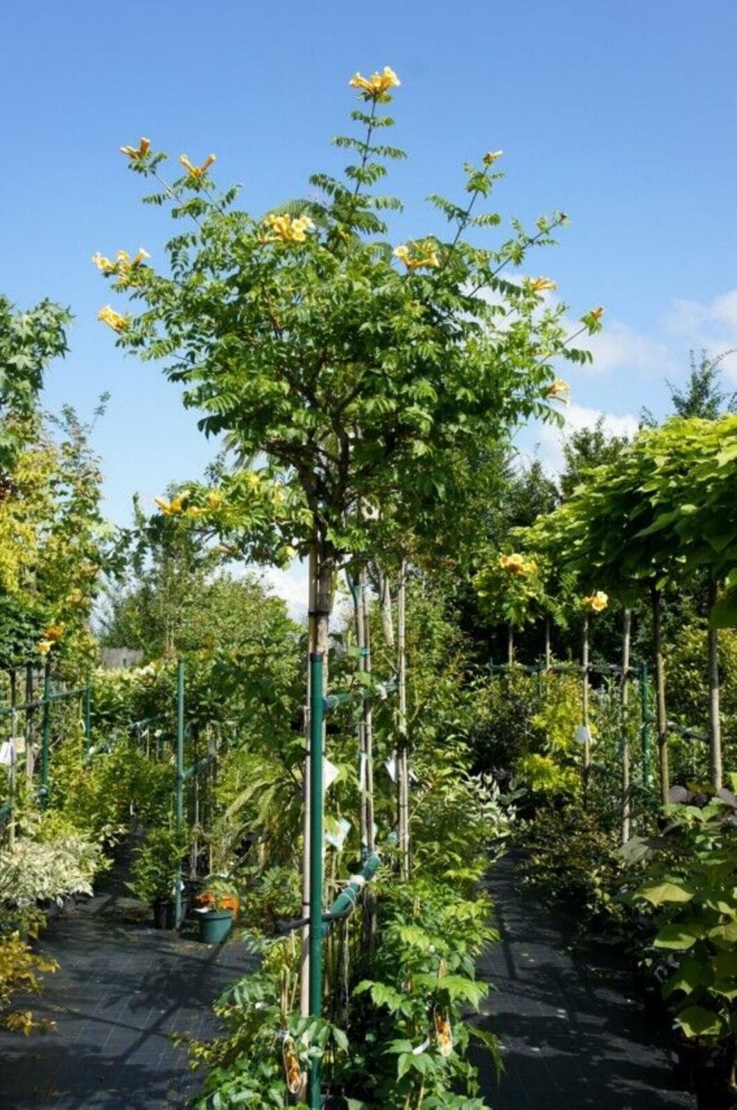 Vine CAMPSIS radicans ‘Flava’ Trumpet Creeper Yellow flowers