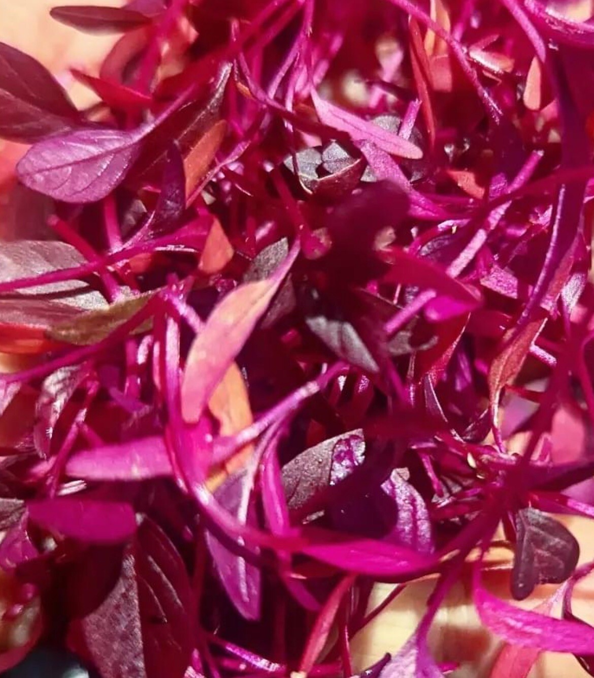 500+SEEDS GARNET AMARANTH Amaranthus Tricolor Vegetable Microgreens Gardenseeds