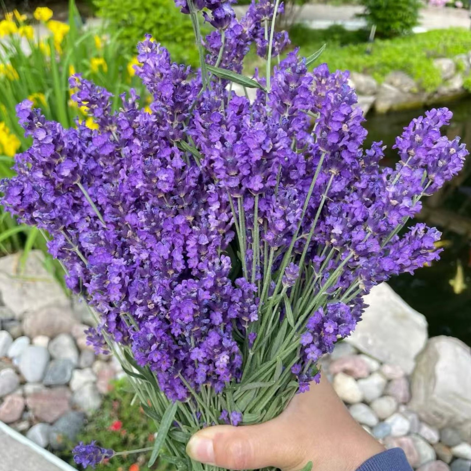 1000 Lavender Seeds – Fragrant Perennial Herb for Gardens Borders Zones 5–9