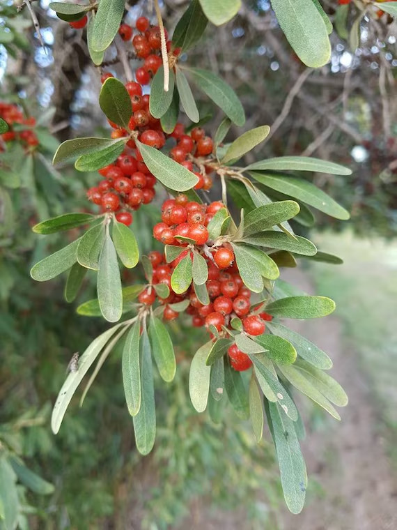 100 Silver Buffaloberry Seeds Shepherdia argentea Hardy Red Berry Shrub
