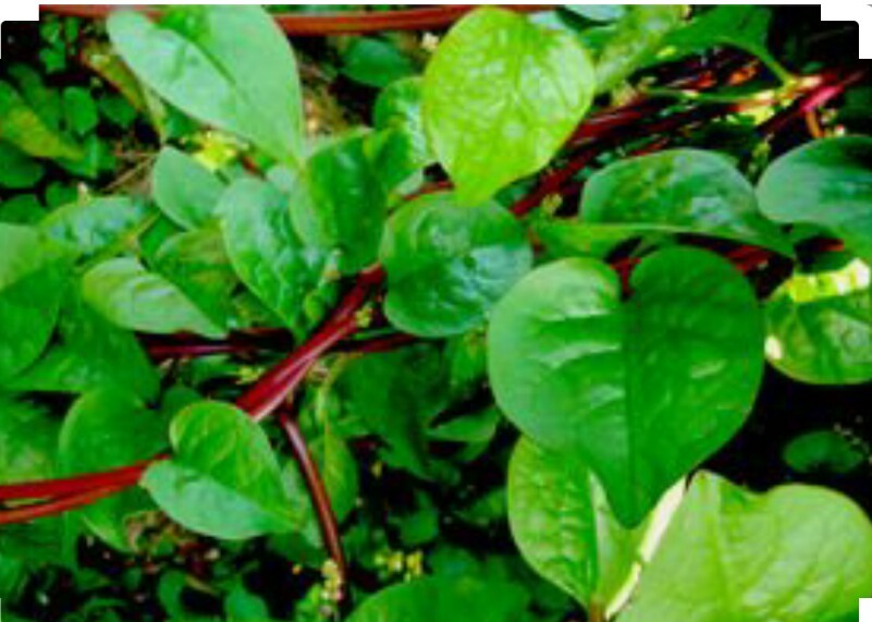 30 Red Malabar Spinach Seeds-NON GMO-Open Pollinated-Organic.