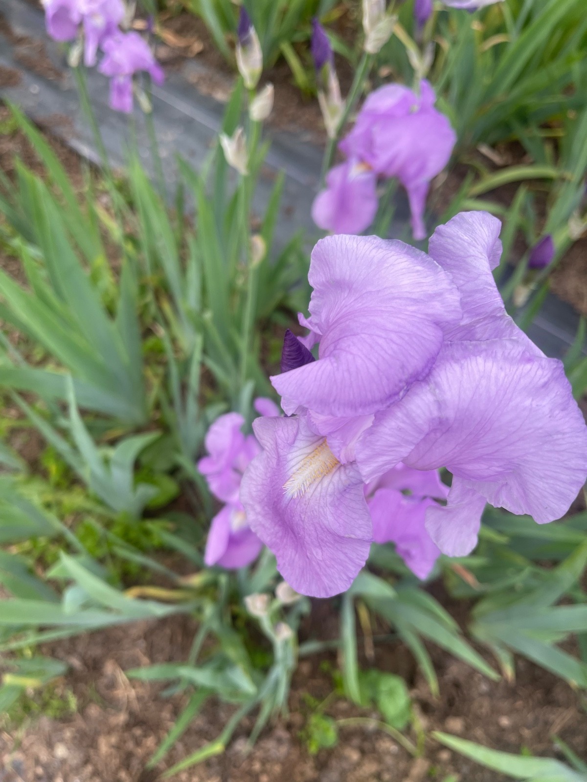 10 Fresh Dug Iris Rhizomes – Mixed Colors & Varieties