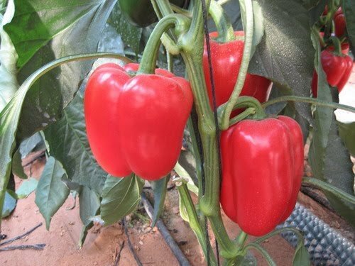 Pepper Sweet Big Red Great Heirloom Vegetable By Seed Kingdom 300 Seeds