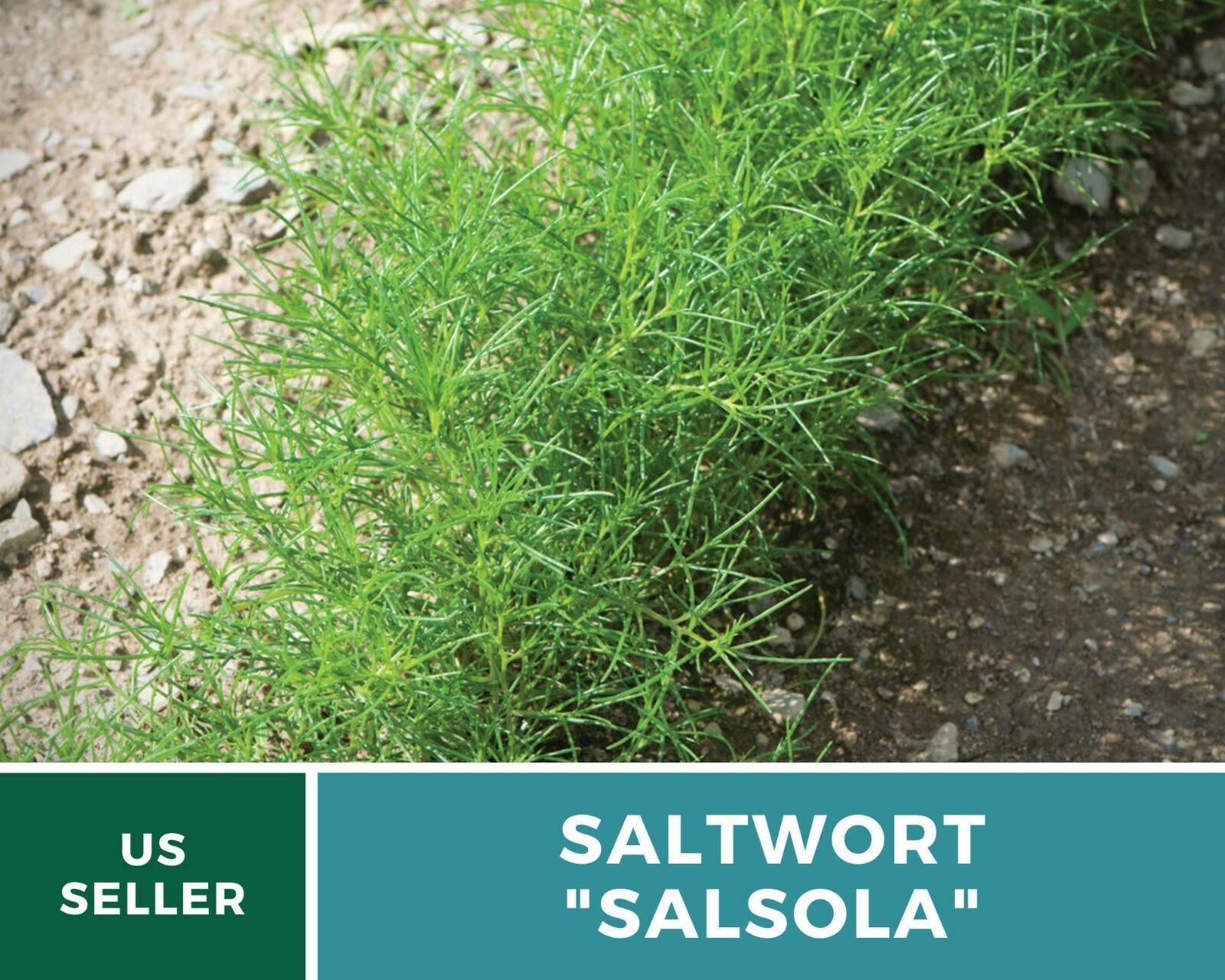 Saltwort – Salsola – 50 Seeds – Culinary/Medicinal Herb – Japanese Land Seaweed