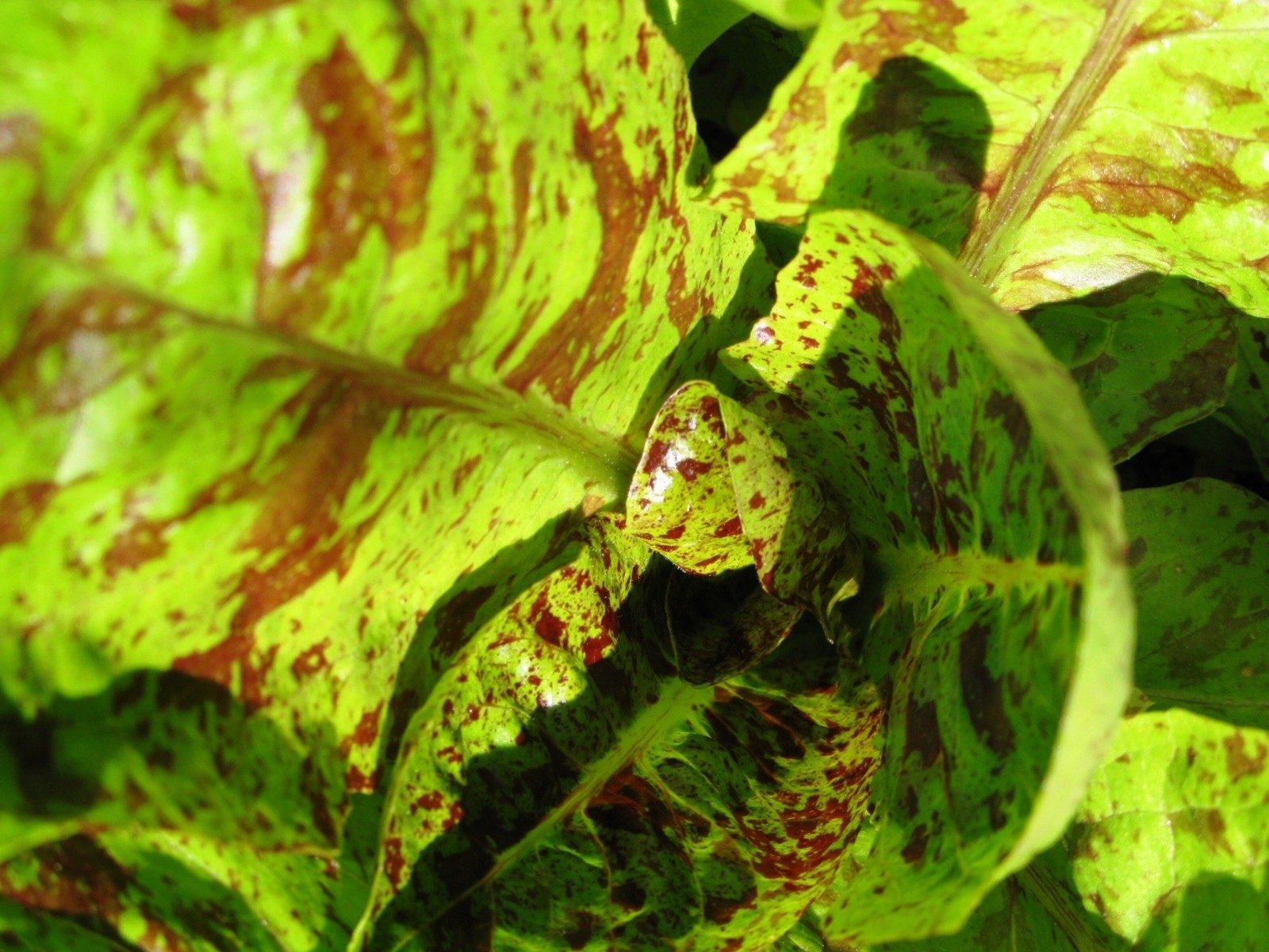 1,000+ Forellenschluss Lettuce Seeds- Heirloom- For 2021 $1.69 max. S/H