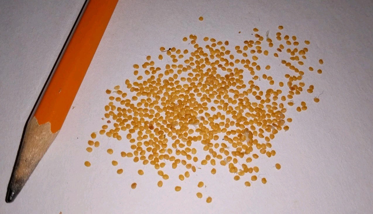 25 Rare Ground Cherry (Physalis pruinosa) Seeds.US Grown Seeds .Dwarf Plants.
