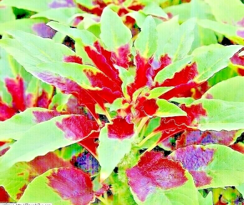 RED AMARANTH 100+ SEEDS STRIPE LEAF CHINESE SPINACH YIN CHO VEGETABLE GARDEN