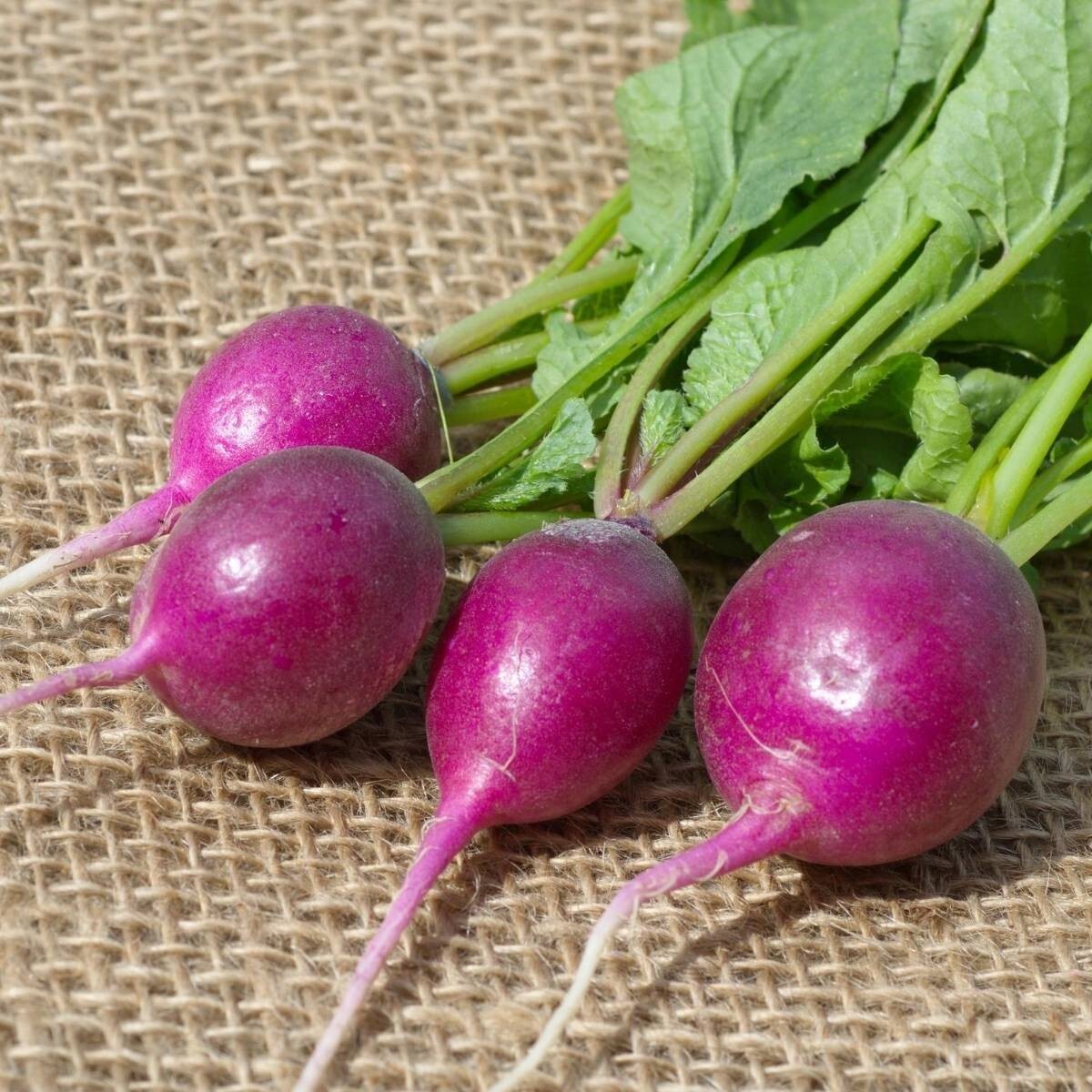 150 Purple Plum Radish Seeds Free Shipping & TRK