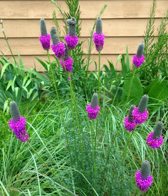501+PURPLE PRAIRIE CLOVER Seeds Wildflower Nitrogen Fixing Drought Heat Cold