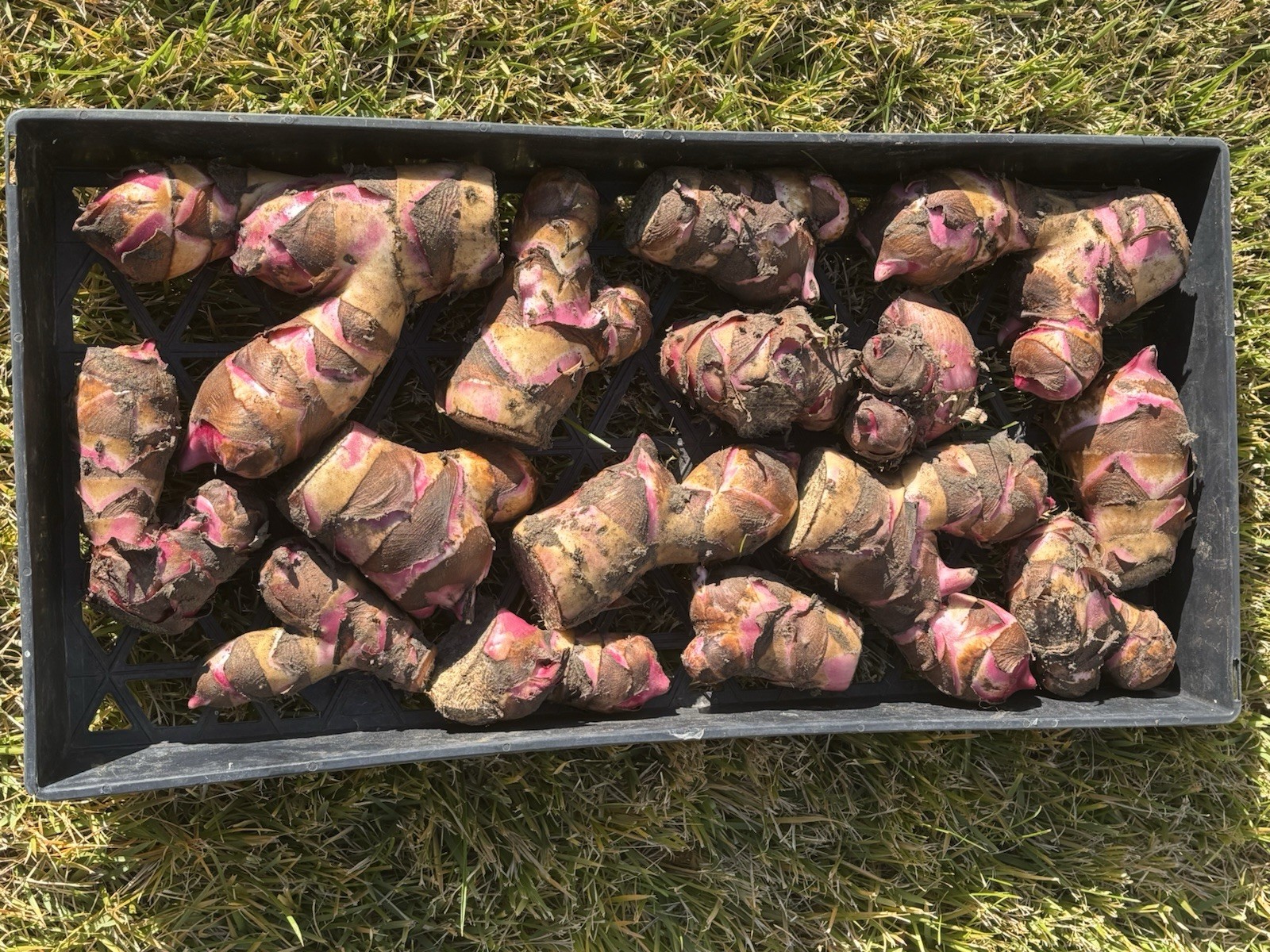 Canna Lily Bulbs Mature Random Choice Sent USA Grown 5 Smaller Size bulbs