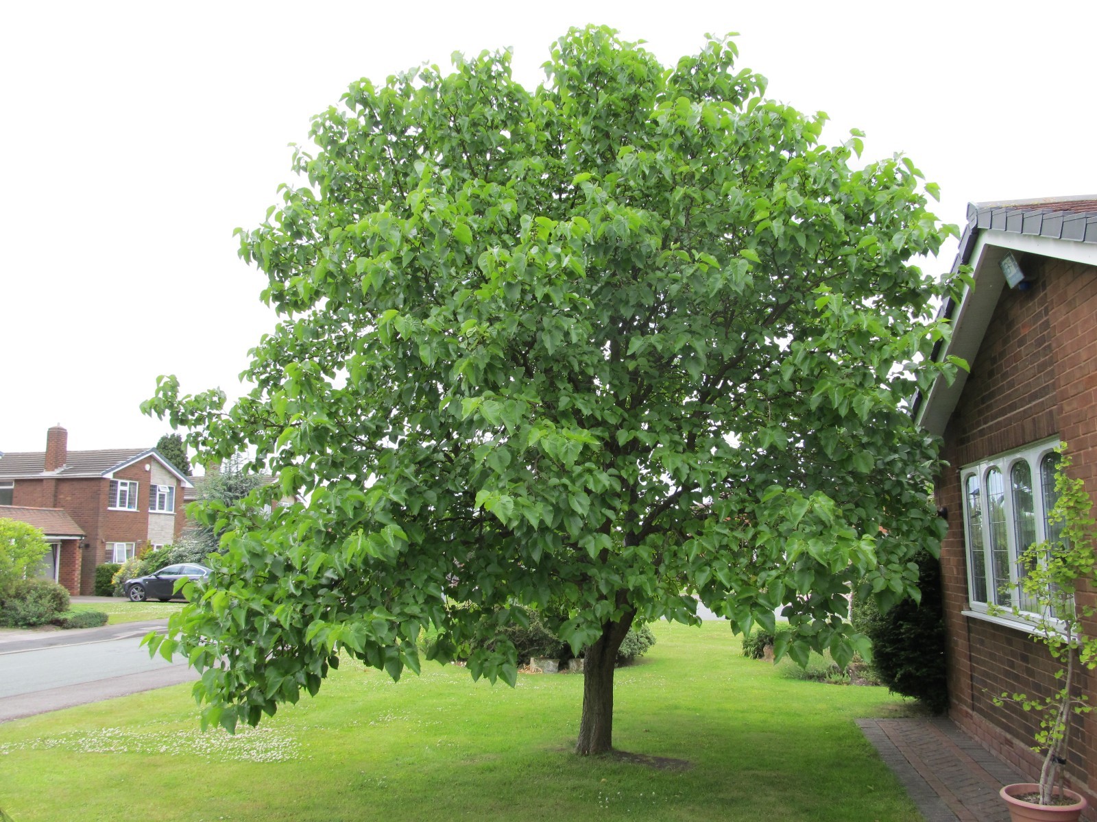 Morus nigra Black Mulberry Tree 10 seeds