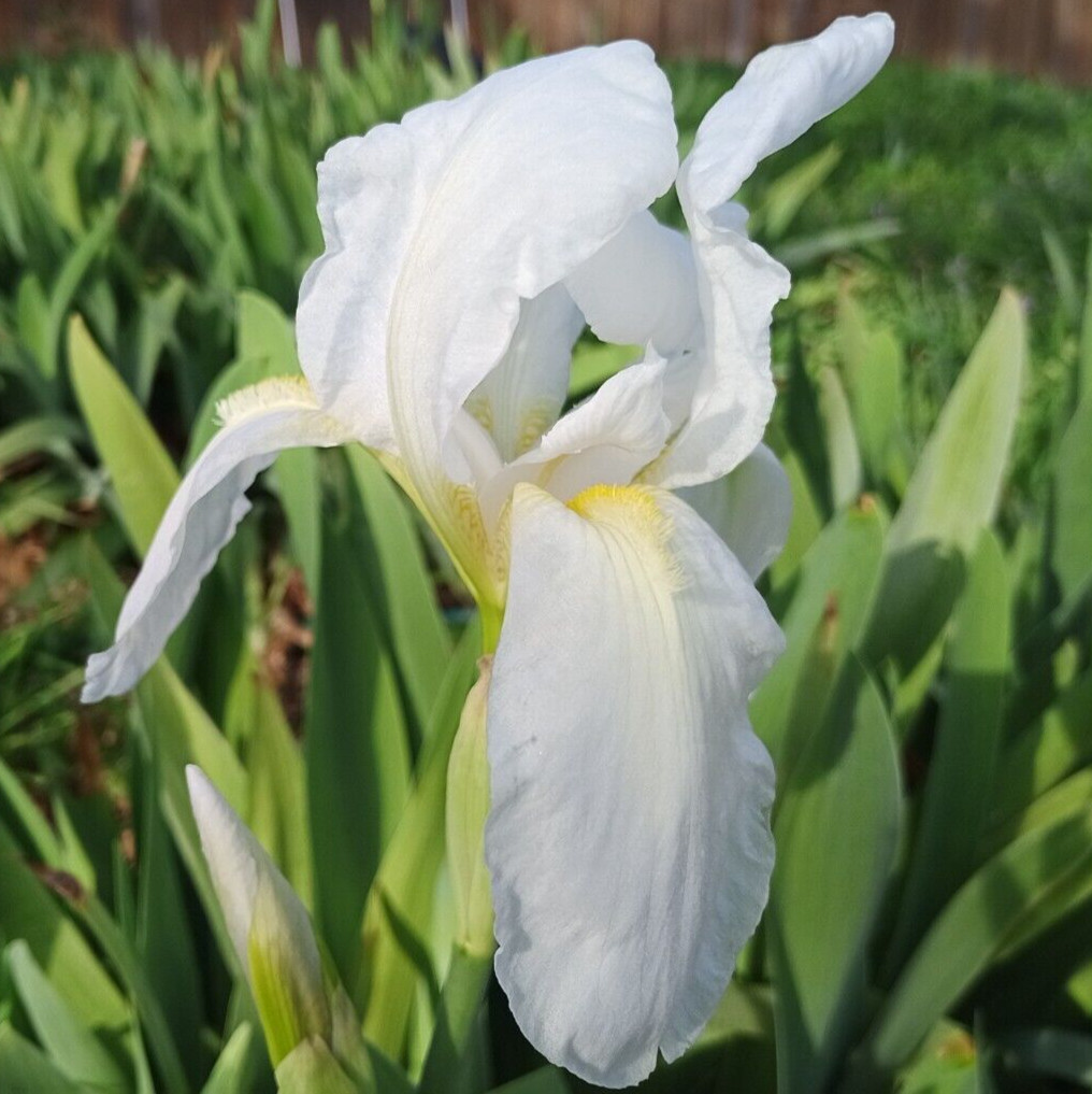 (10) WHITE TALL BEARDED IRIS RHIZOME LIVE ROOT GARDEN PLANTS LOVE SPRING FLOWERS