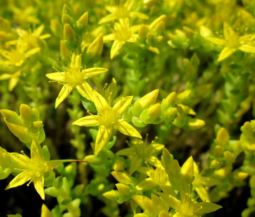 SEDUM GOLD MOSS STONECROP GROUND COVER Sedum Acre – 1,500 Bulk Seeds