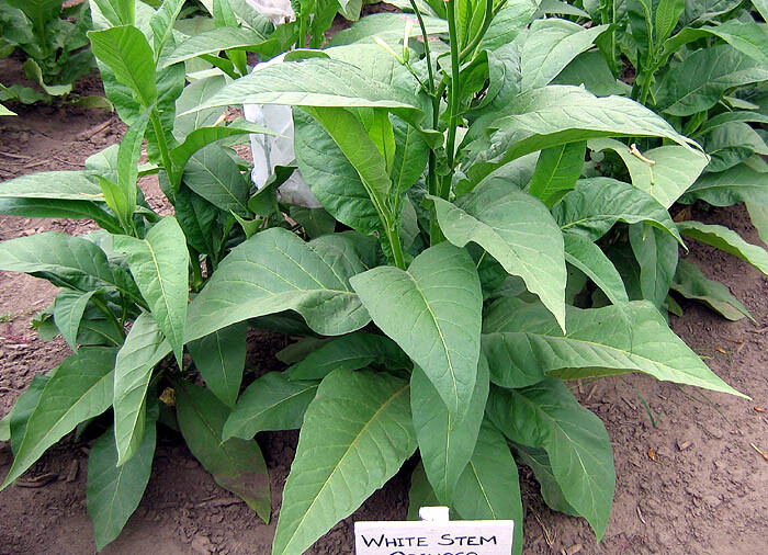 1000 White Stem Orinoco Tobacco Seeds ~ Heirloom Bright Leaf Nicotiana Tabacum
