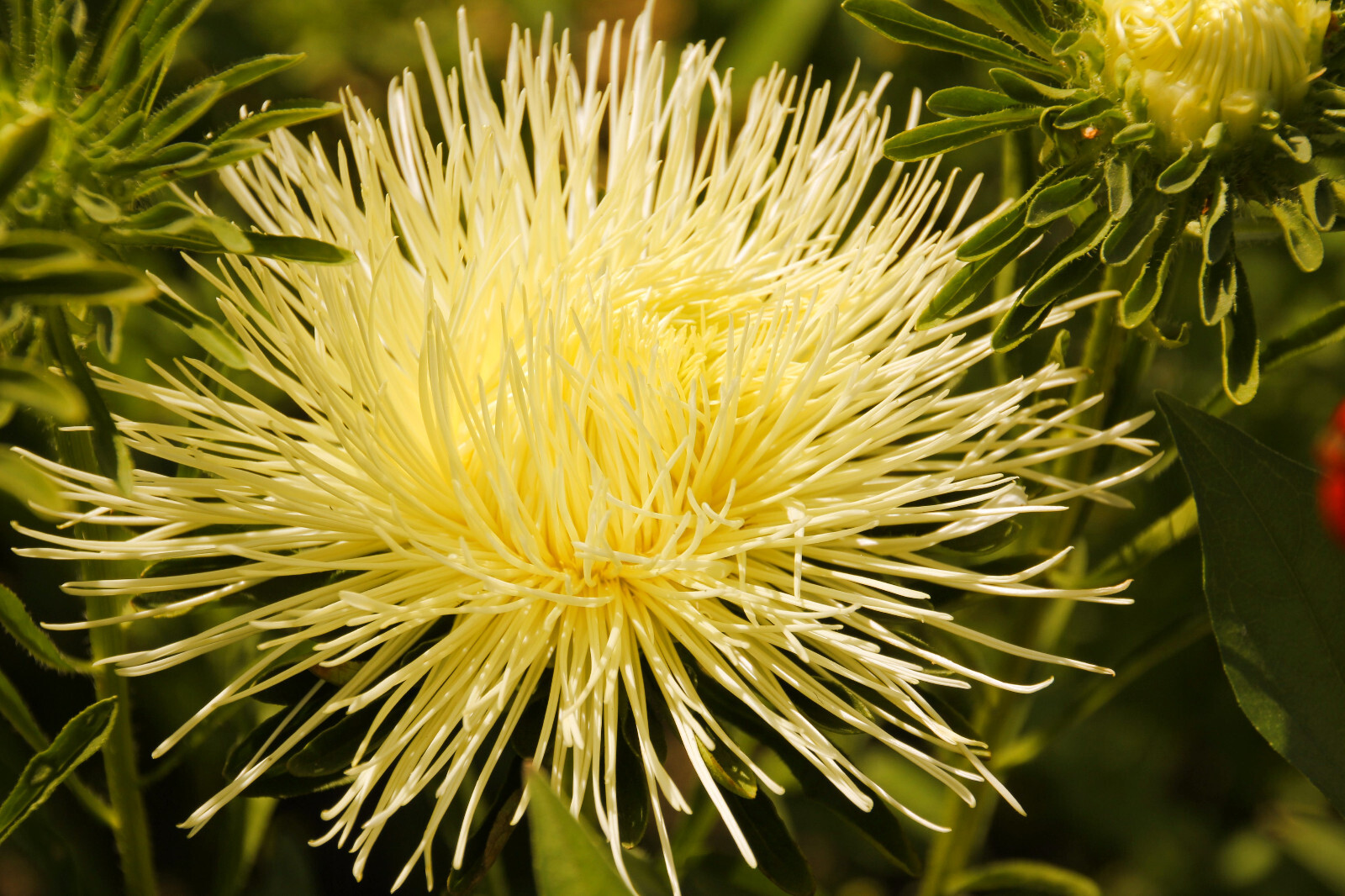 30 YELLOW NEEDLE ASTER Callistephus Chinensis Unicom Flower Seeds *Flat S/H