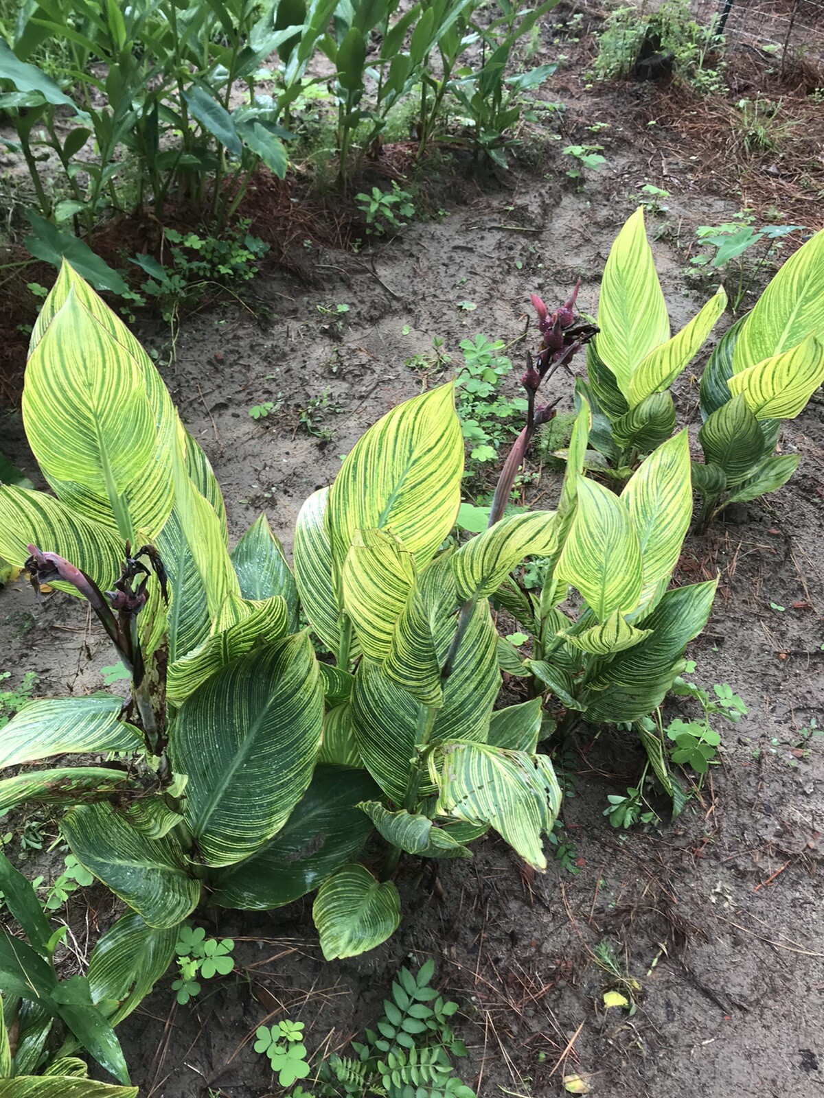 10 Bulb MixCanna Delight Mix Various Cannas Including Cleopatra And Tiger Bengal