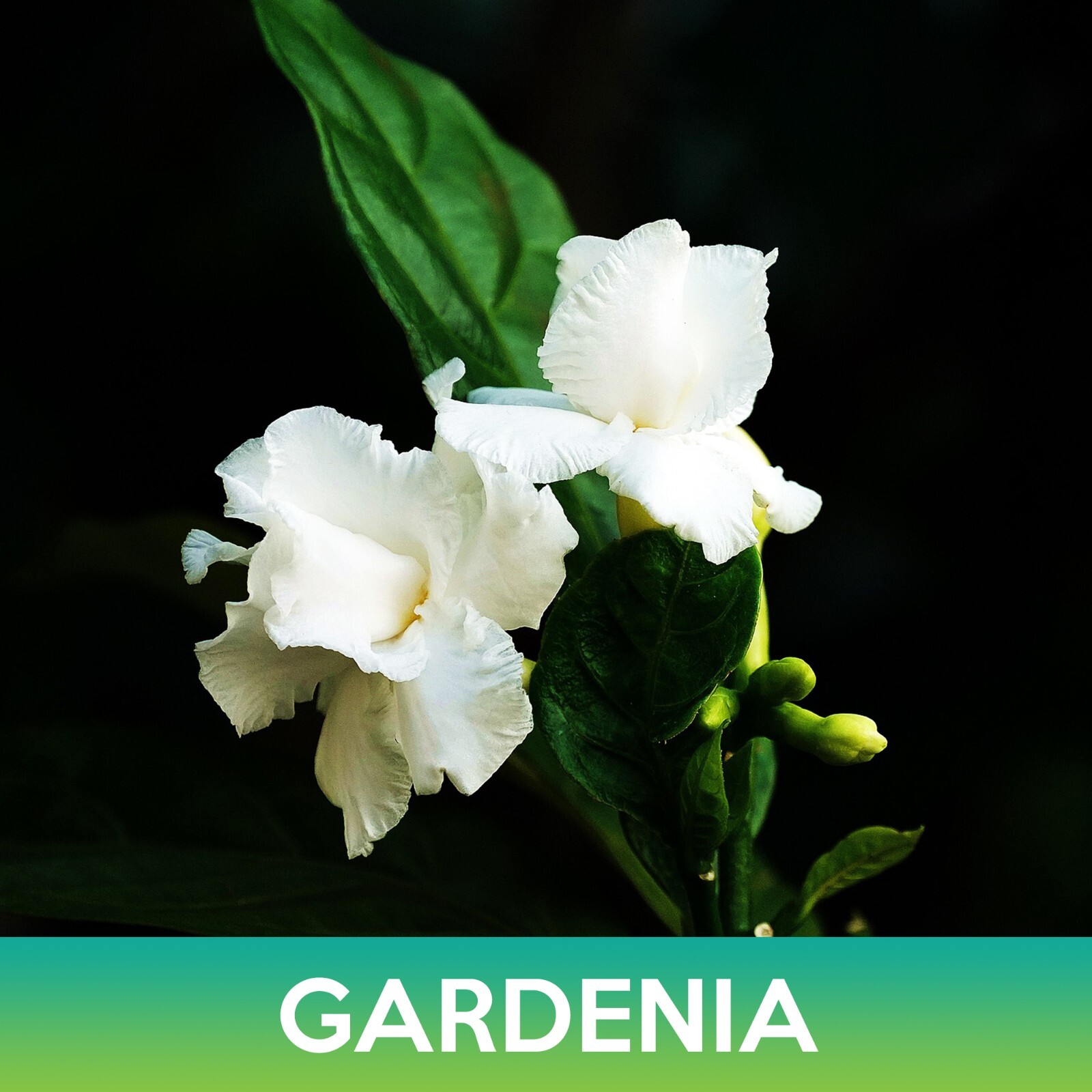 Gardenia Flower Seeds, Cape Jasmine, Gardenia jasminoides