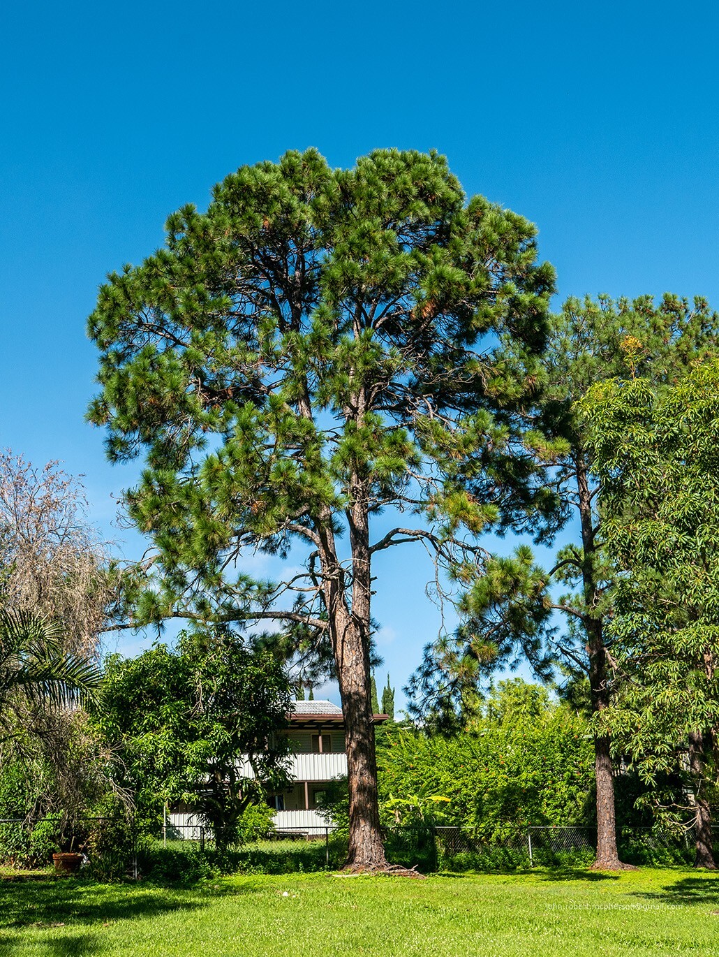 Slash Pine Tree | Premium Seeds | Pinus elliottii | Plants’®