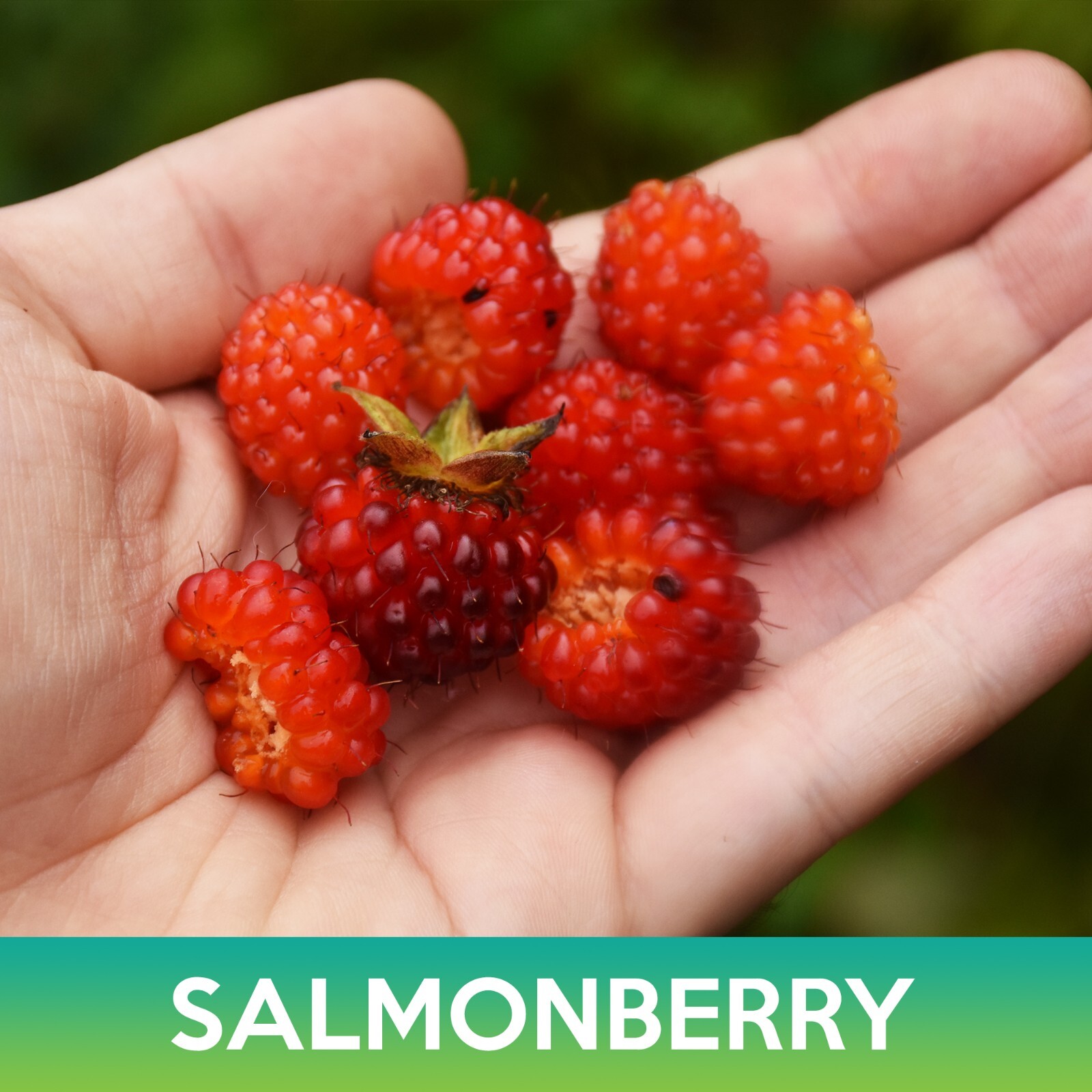 Salmonberry Seeds, Rubus spectabilis