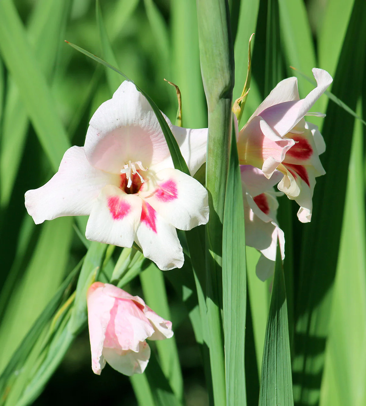 Nymph Hardy Gladiolus – 5 bulbs