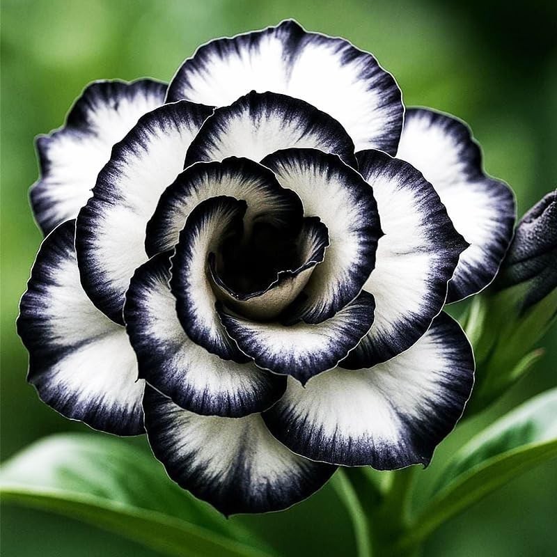 125+ Mixed Color Desert Rose Seeds for Planting – Adenium Obesum Succulent Seeds