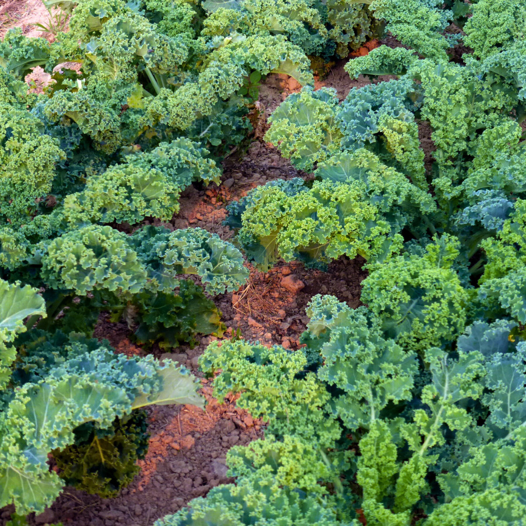 Fresh Blue Scotch Curled Kale Seeds | Heirloom Non-GMO | Fresh Vegetable Seeds