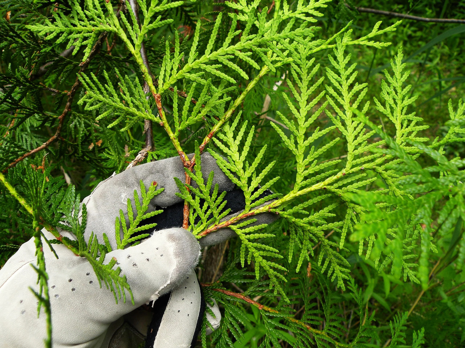 American Arborvitae (White Cedar) Seeds – For 2026 Planting Thuja Occidentalis