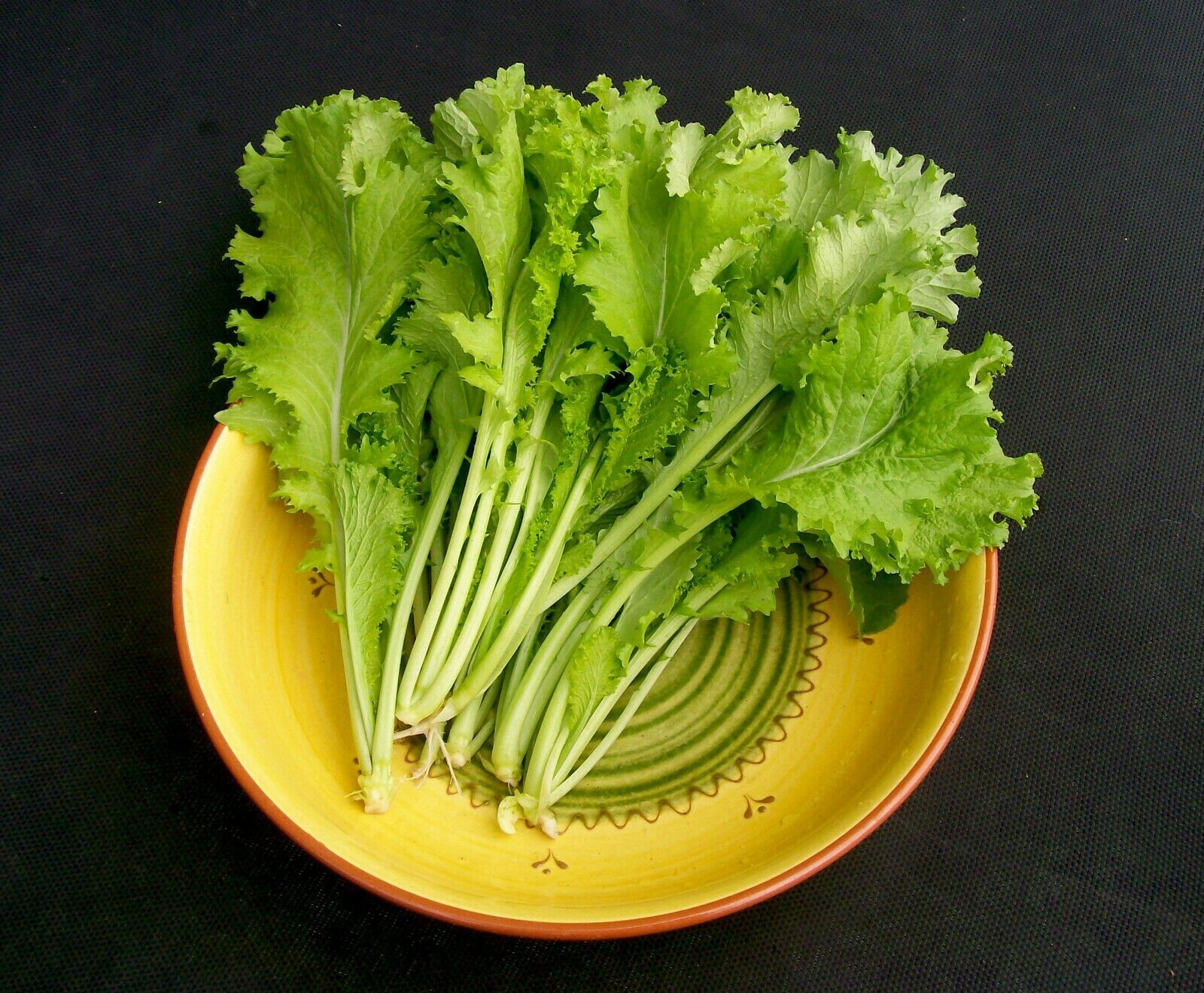 SOUTHERN GIANT CURLED MUSTARD 1000 SEEDS FRESH FOR 2024 GARDENS