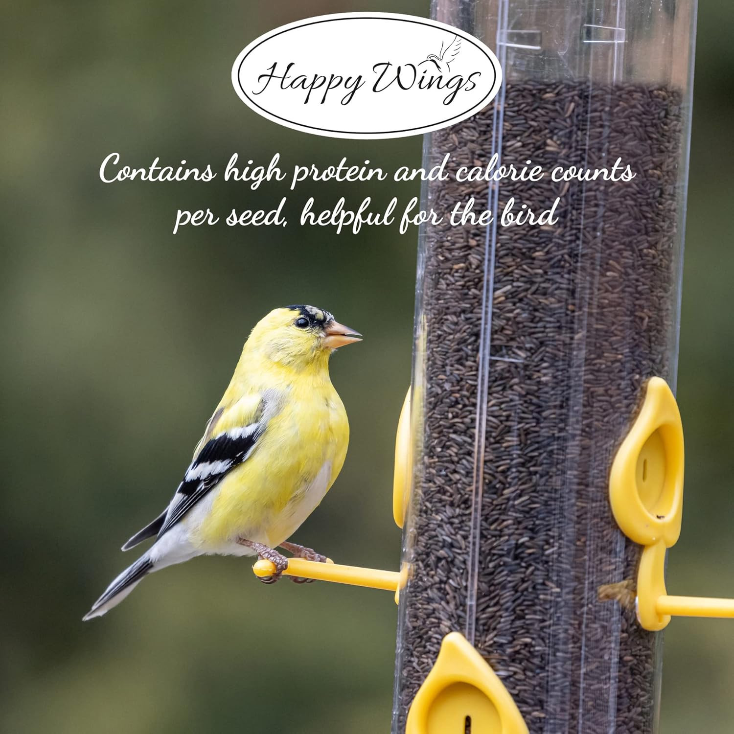 Nyjer/Thistle Seeds Wild Bird Food – 5 Pounds I No Grow Seed I Bird Seed for Wil