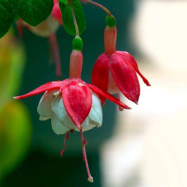 Fuchsia Live Plant, Well-Rooted Plug, Healthy Starter Plants For SALE