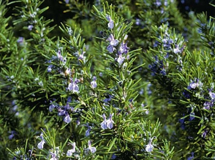 ROSEMARY HERB SEEDS * 25 PER PKT. * CONTAINER OR GARDEN LOCATIONS * CUISINE FAV