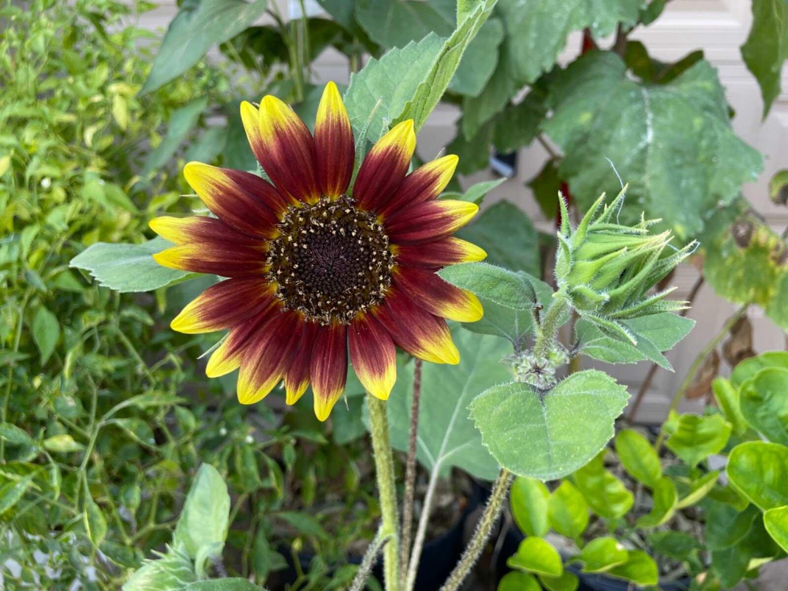 50 Seeds Autumn Beauty Sunflower