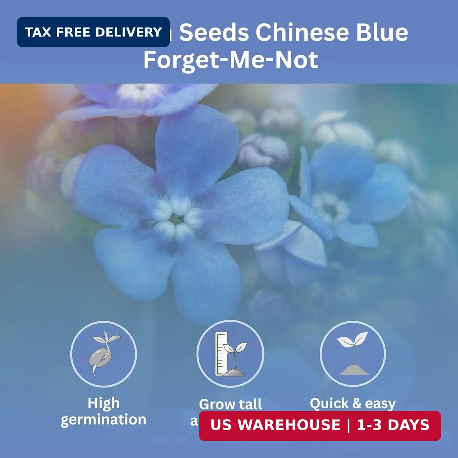 Forget-Me-Not Seeds (Chinese Blue) – 5,000+ Seeds – 1 oz Bulk Extra Large Packet