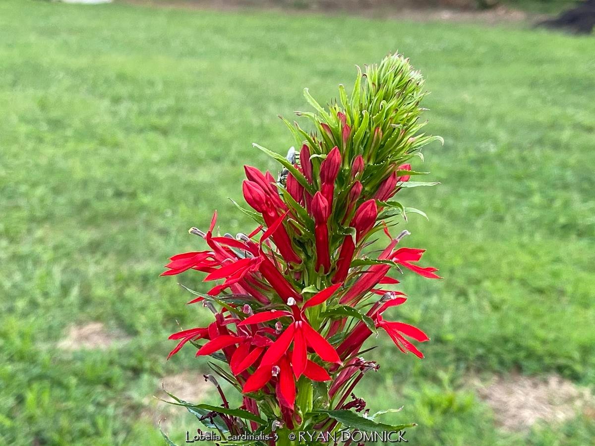 BULK SEEDS!…Lobelia cardinalis…Cardinal Flower/Native Lobilia…QTY/bag=1000