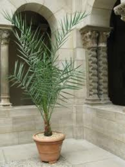Medjool Date Palm Seeds, 3 Seeds, Fresh Organic Seeds, Phoenix dactylifera,Fruit