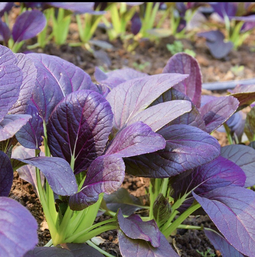 300+purple leaves bok choy (Rich in Anthocyanin) seeds 300多粒紫叶绿帮小青菜（富含花青素）种子2023