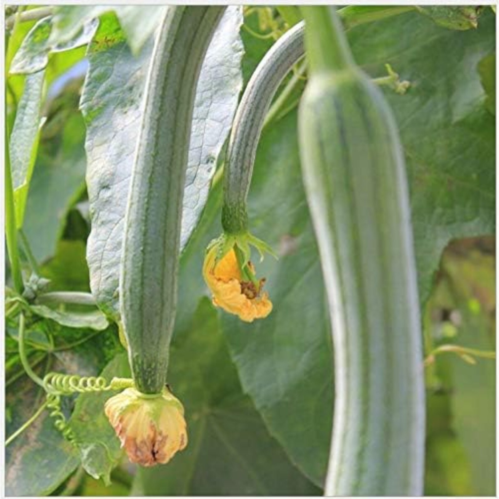 30pcs Super Long Luffa Gourd Seeds – Non-GMO, Loofah Sponge Gourd Seeds