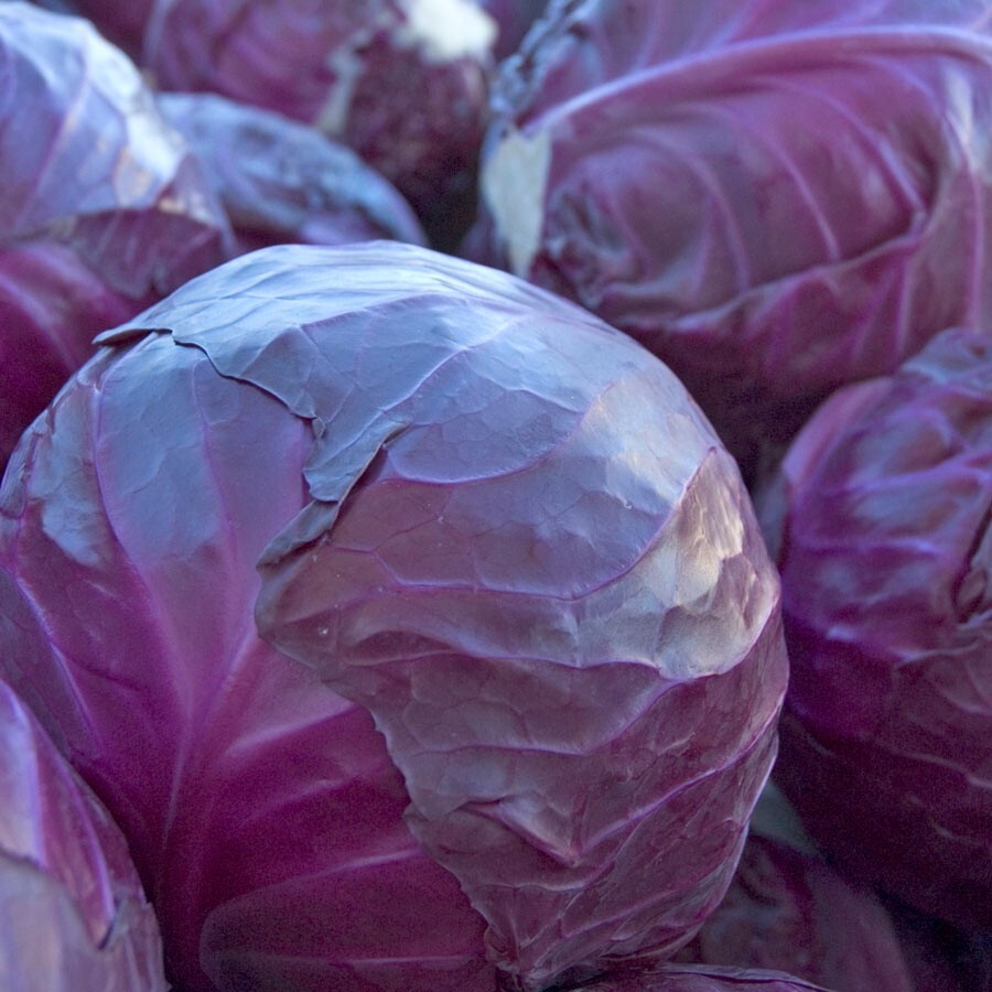 1000+ Red Acre Cabbage Seeds — Heirloom — NON GMO — FRESH