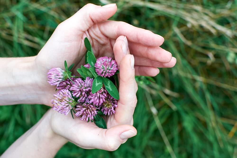 Red Clover Seed – 2 Pounds – Great from Food Plot, Cover Crop, Pasture Mix