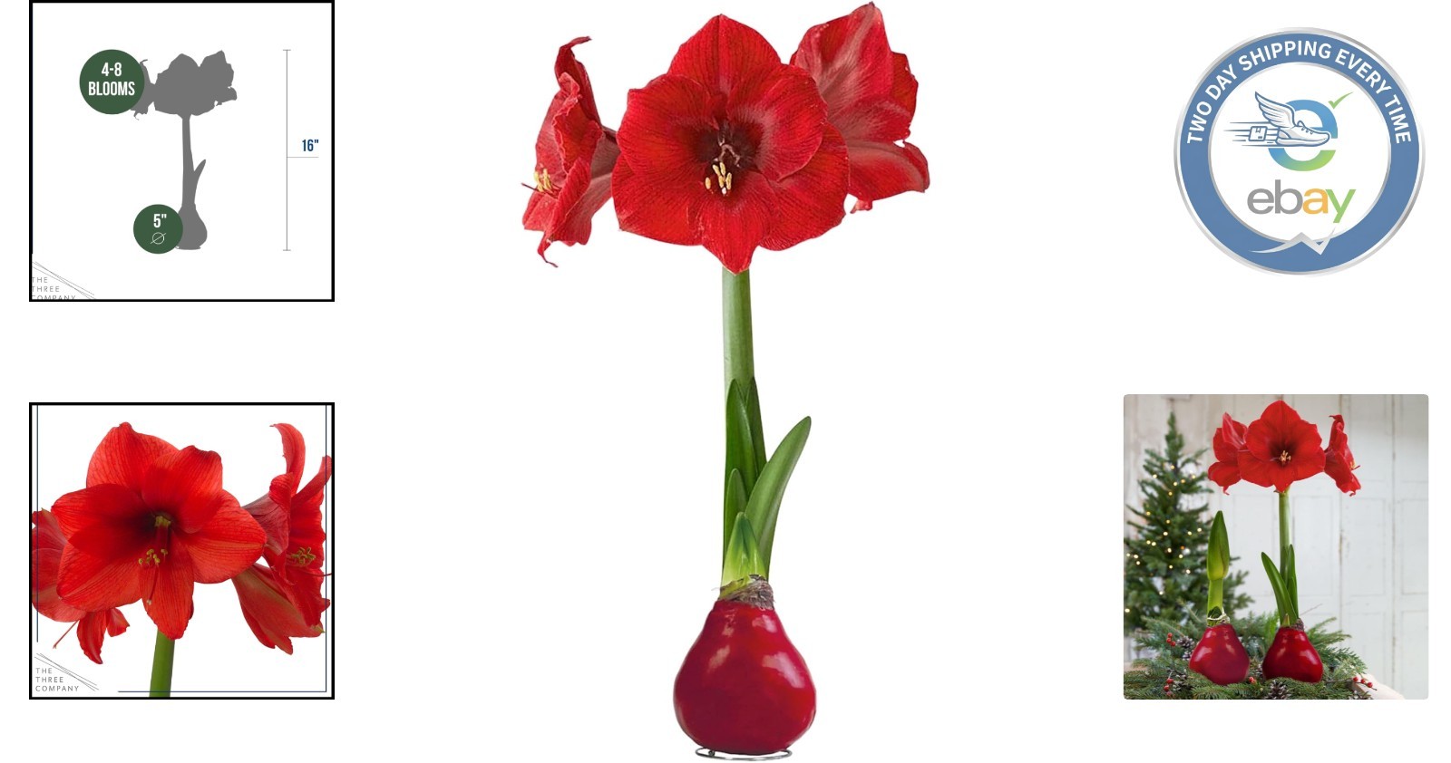 Low-Maintenance Red Waxed Amaryllis Bulb – Stunning Indoor/Outdoor Holiday Décor