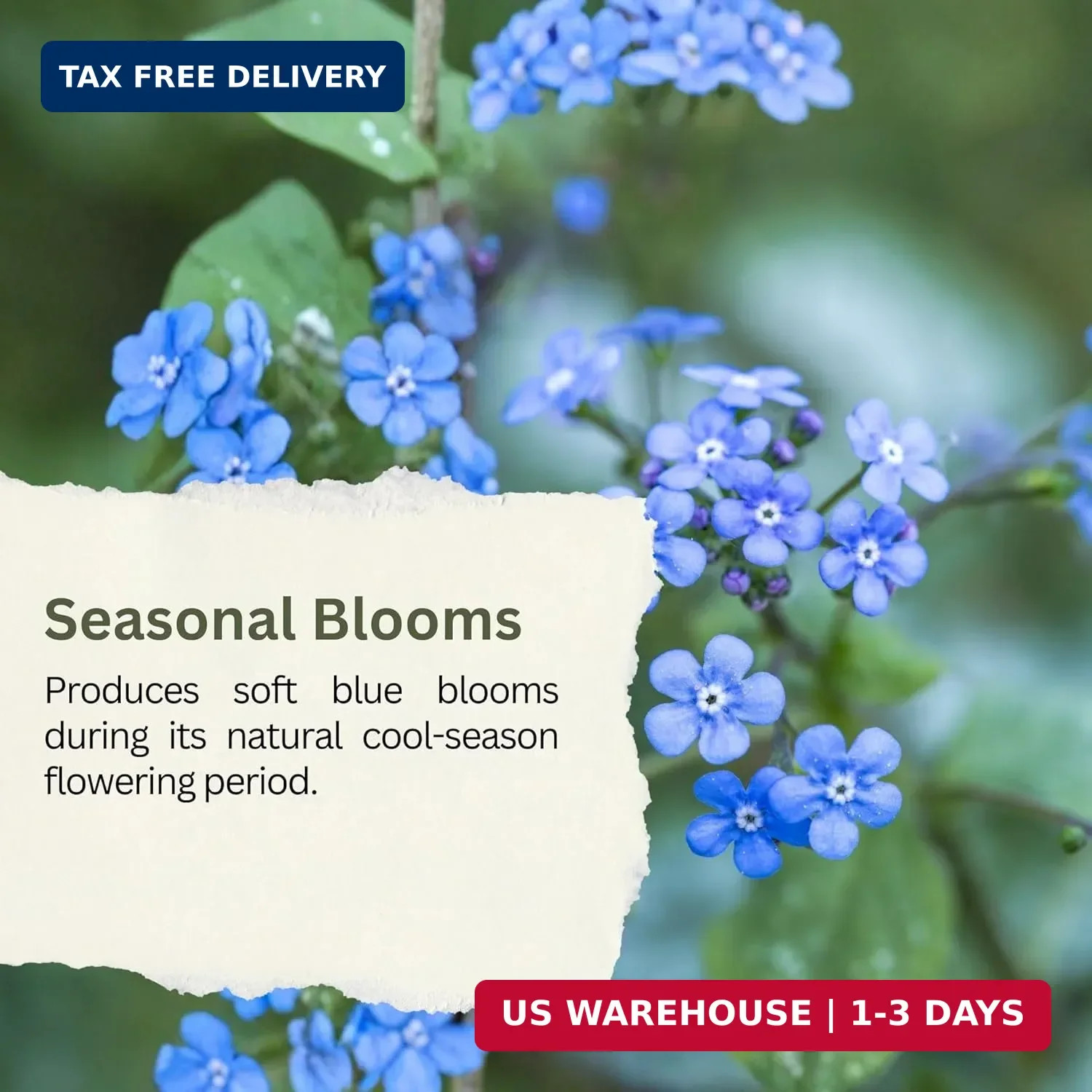 Forget-Me-Not Seeds (Chinese Blue) – 5,000+ Seeds – 1 oz Bulk Extra Large Packet