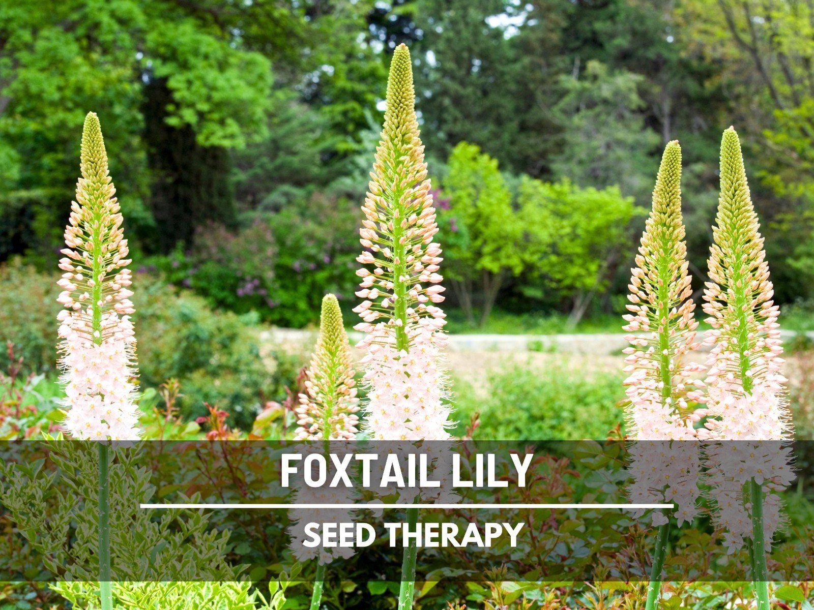 Foxtail Lily Seeds – Desert Candle, Evergreen Perennial, Towering Flowers