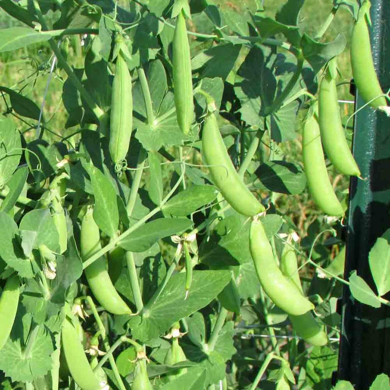 Sugar Daddy Snap Pea Seeds | Green Garden Peas Asian Chinese Snow Peas Seed 2024