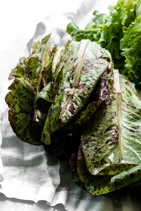 Freckles Romaine Lettuce Seeds | Lactuca Red Speckled Leaf Vegetable Seed 2024