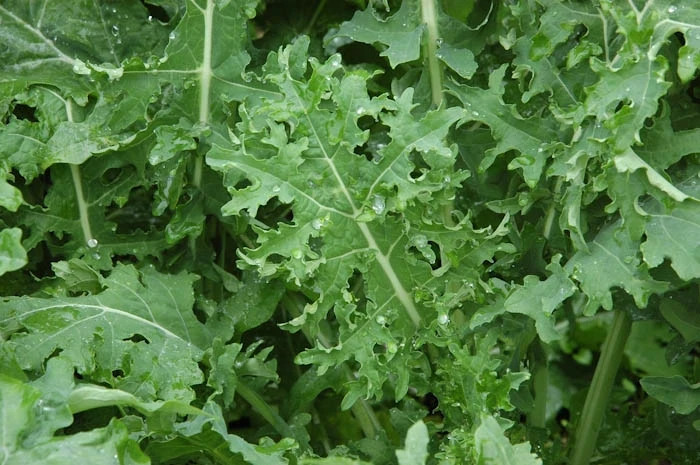 White Russian Kale Seeds (100) / COLD TOLERANT / NON GMO / EASY / FLORIDA