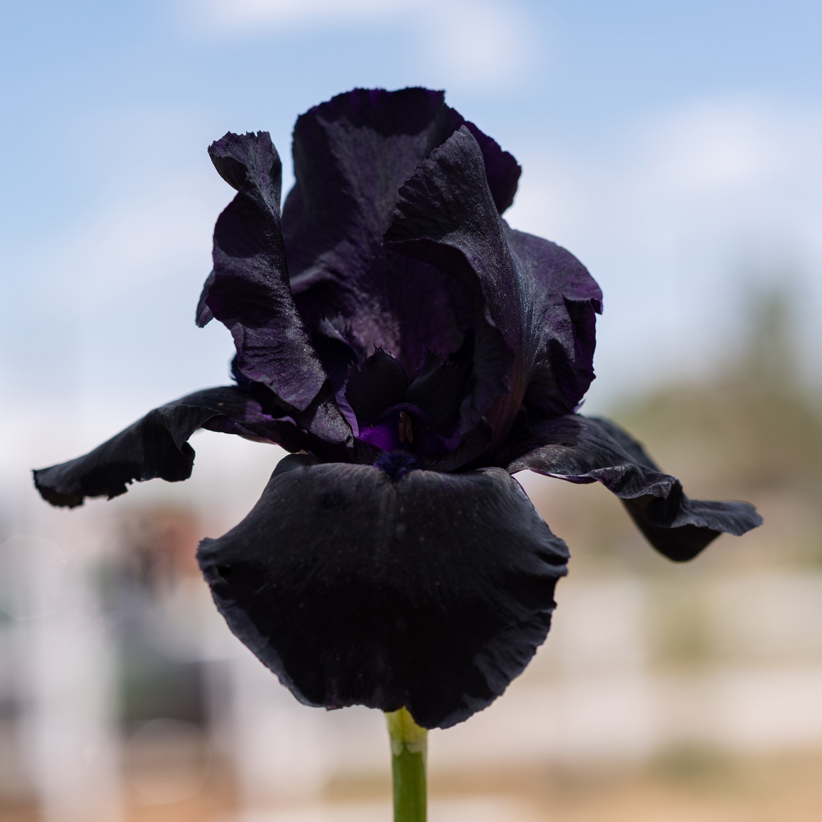 ** HELLO DARKNESS ** Tall Bearded Iris. BLACK, Combined Shipping: Jul – Sep